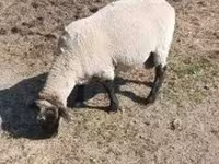 قوچ, Tsigai sheep — عکس 5