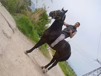 اسب نر, Standardbred — عکس 1
