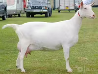 بز ماده, Saanen goat — عکس 1