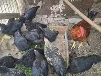 Chickens — photo 2