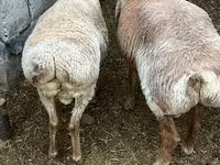 Koyun, Arashan sheep — foto 5