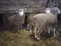 Montone, Ile-de-France sheep — foto 3