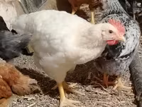Chickens — ፎቶ 8