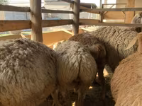 பெண் ஆடு, Arashan sheep — புகைப்படம் 5