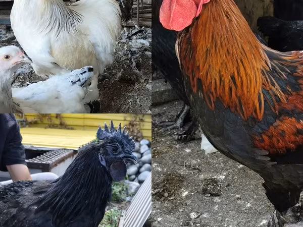 Brahma