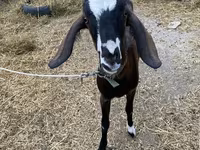 แพะตัวเมีย, Nubian Goat — รูปภาพ 1