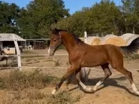 Hingst, Dutch warmblood horse — foto 1