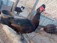 Ducks — foto 3