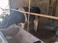 گاو نر, Russian Black pied cattle — عکس 2