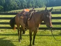 母马, Quarter Horse — 照片 2