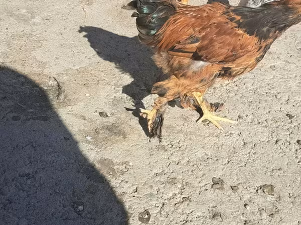 Brahma