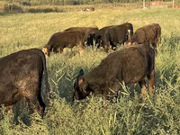 Touro, Swiss cattle — foto 2