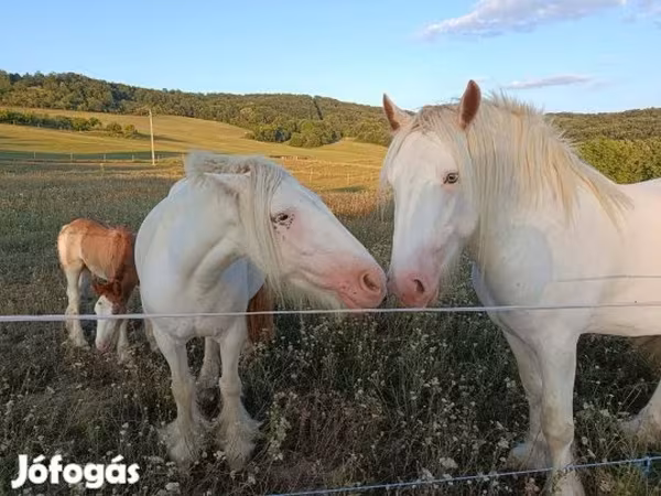 Жылқылар (топ, жынысы көрсетілмеген), Gypsy horse