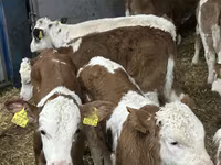 Lembu ternakan (lot, jantina tidak dinyatakan), Simmental cattle — foto 7