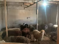 Pecora, Pecore — foto 7