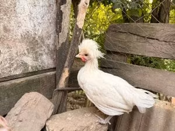 Polska