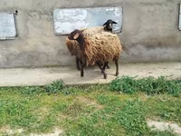 Ոչխար, Ոչխարներ — լուսանկար 6