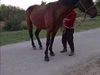 Kůň, Koně — foto 2