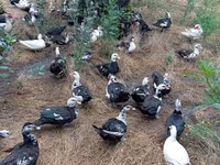 Ducks — Foto 2
