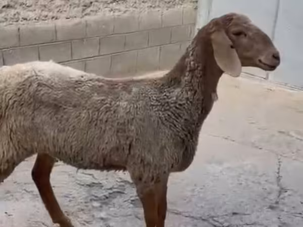 Ovelha, Arashan sheep