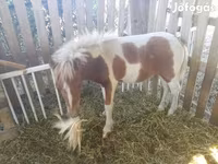 گھوڑا, Miniature horse — تصویر 3