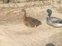 Ducks — 사진 2