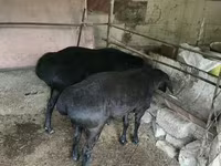 Qoç, Qoyunlar — foto 3