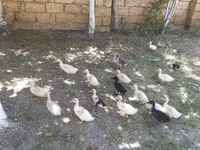 ጀርመን ፔኪን — ፎቶ 2