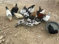 Chickens — عکس 2