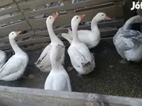 Geese — Foto 1