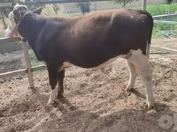 Tyre, Simmental cattle — foto 8