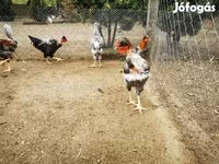 Chickens — รูปภาพ 6