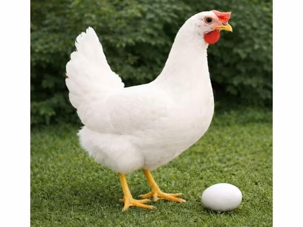 Chickens — Kyrgyzstan