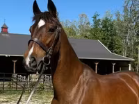 گھوڑی, Dutch warmblood horse — تصویر 1