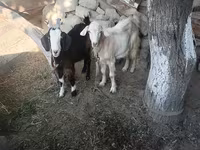 بز ماده, Alpine goat — عکس 3
