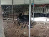 Carnero, Ovejas — foto 1