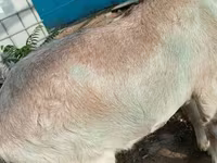 Dê đực, Dê — ảnh 3
