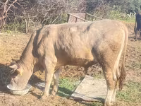 گاو نر, گاو — عکس 4