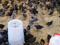 Chickens — 写真 1