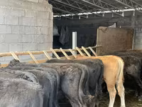 Бик, Simmental cattle — снимка 6