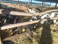Toro, Razza Holstein — foto 2