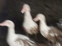 Domestic Muscovy — foto 2