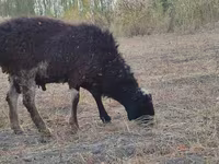 公羊, Blackheaded Persian sheep — 照片 7