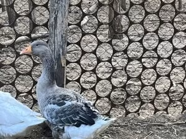 إوز دنماركي رمادي ورمادي مبقع