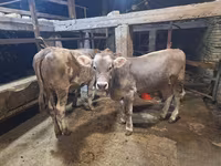 Dibi, Cattle — sawirka 3