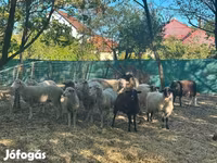 میش, گوسفند — عکس 7