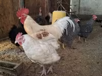 Chickens — 사진 3