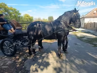 Hoppe, Friesian — foto 5