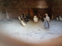 Guinea fowl — foto 6