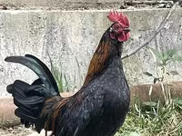Japansk Bantam — foto 2